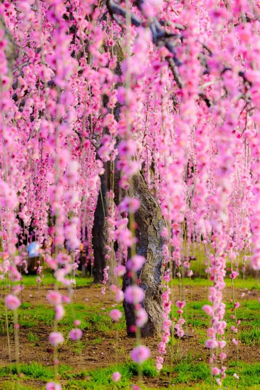 無料スマホ壁紙 梅のシャンデリア。AndroidとiPhoneに対応した4K高画質の無料待ち受け画像。三重県津市のかざはやの里で撮影したフリー写真素材