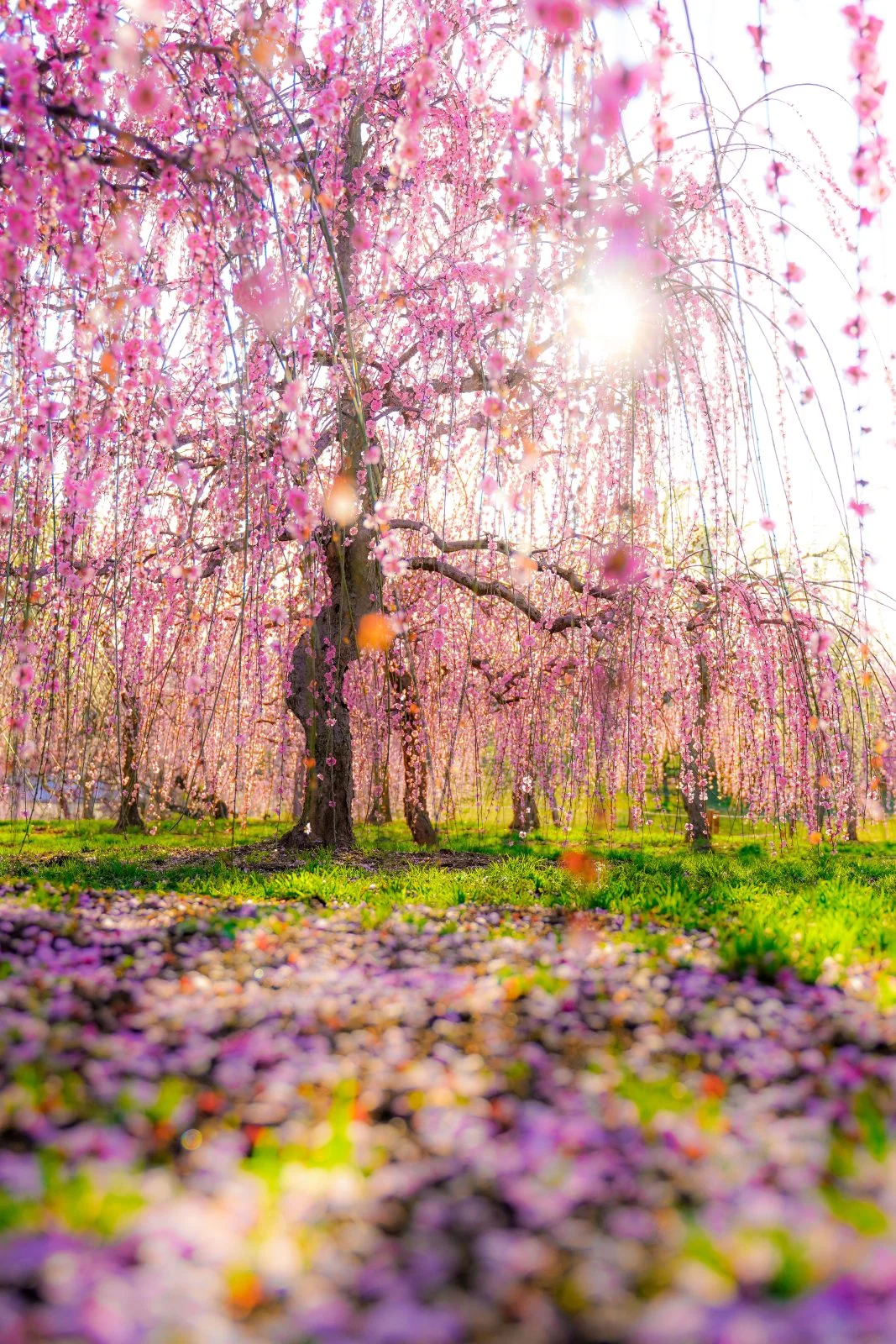 無料スマホ壁紙 梅の木漏れ日。AndroidとiPhoneに対応した4K高画質の無料待ち受け画像。三重県津市のかざはやの里で撮影したフリー写真素材