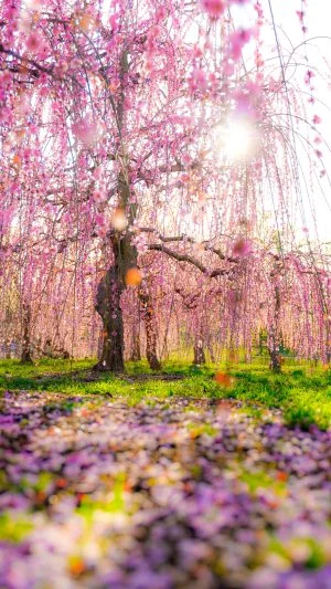 無料スマホ壁紙 梅の木漏れ日。AndroidとiPhoneに対応した4K高画質の無料待ち受け画像。三重県津市のかざはやの里で撮影したフリー写真素材