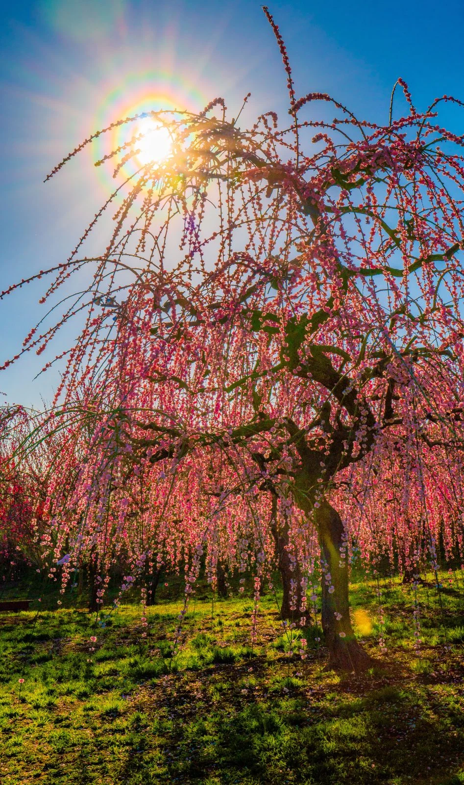 無料スマホ壁紙 花粉光環。AndroidとiPhoneに対応した4K高画質の無料待ち受け画像。三重県津市のかざはやの里で撮影したフリー写真素材