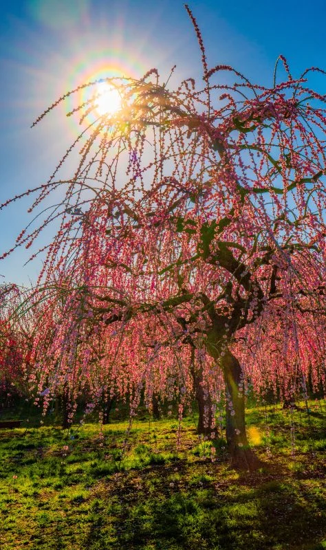 無料スマホ壁紙 花粉光環。AndroidとiPhoneに対応した4K高画質の無料待ち受け画像。三重県津市のかざはやの里で撮影したフリー写真素材