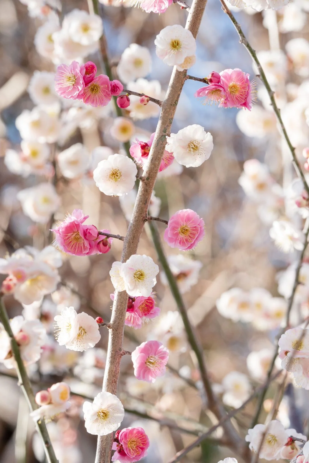 無料スマホ壁紙 紅白の梅。AndroidとiPhoneに対応した4K高画質の無料待ち受け画像。三重県津市のかざはやの里で撮影したフリー写真素材