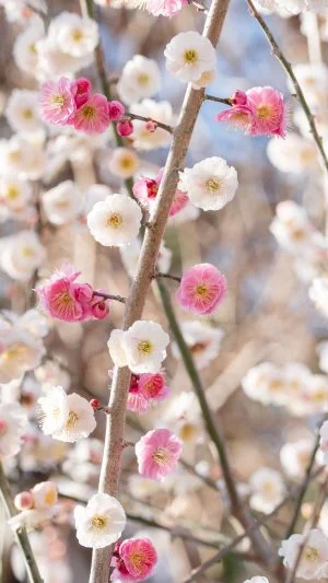 無料スマホ壁紙 紅白の梅。AndroidとiPhoneに対応した4K高画質の無料待ち受け画像。三重県津市のかざはやの里で撮影したフリー写真素材