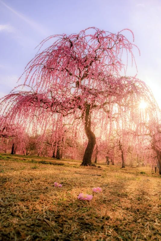 無料スマホ壁紙 西陽で輝く梅。AndroidとiPhoneに対応した4K高画質の無料待ち受け画像。三重県津市のかざはやの里で撮影したフリー写真素材