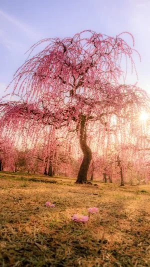 無料スマホ壁紙 西陽で輝く梅。AndroidとiPhoneに対応した4K高画質の無料待ち受け画像。三重県津市のかざはやの里で撮影したフリー写真素材