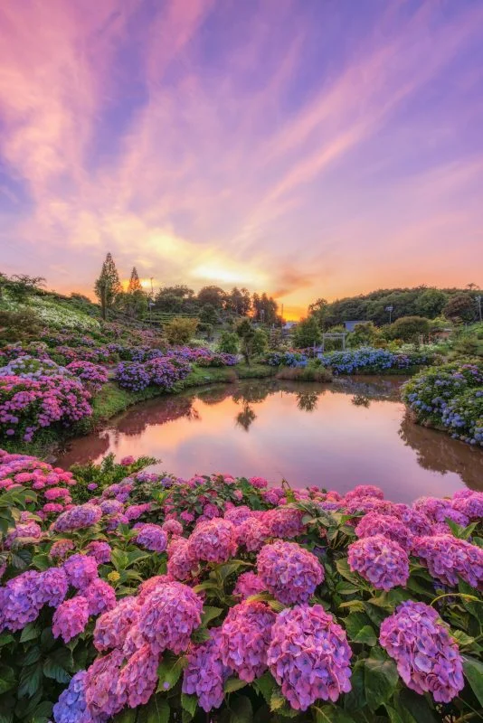 無料スマホ壁紙 ハート池と夕焼けに染まる紫陽花。AndroidとiPhoneに対応した4K高画質の無料待ち受け画像。三重県津市のかざはやの里で撮影したフリー写真素材