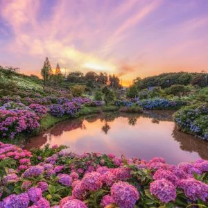 無料スマホ壁紙 ハート池と夕焼けに染まる紫陽花。AndroidとiPhoneに対応した4K高画質の無料待ち受け画像。三重県津市のかざはやの里で撮影したフリー写真素材