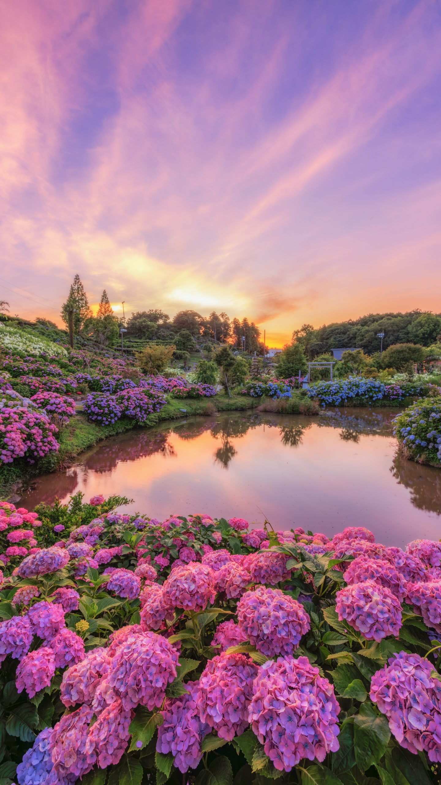 ハート池と夕焼けに染まる紫陽花(三重県津市・かざはやの里)