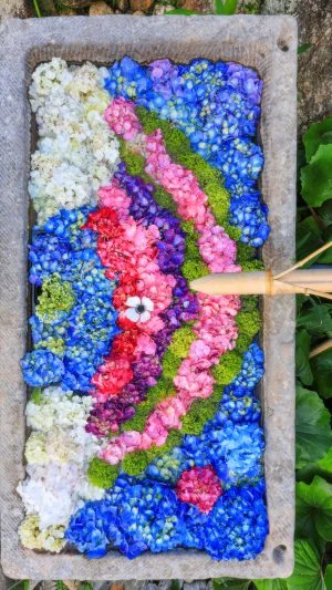 無料スマホ壁紙 レインボー花手水。AndroidとiPhoneに対応した4K高画質の無料待ち受け画像。三重県津市のかざはやの里で撮影したフリー写真素材