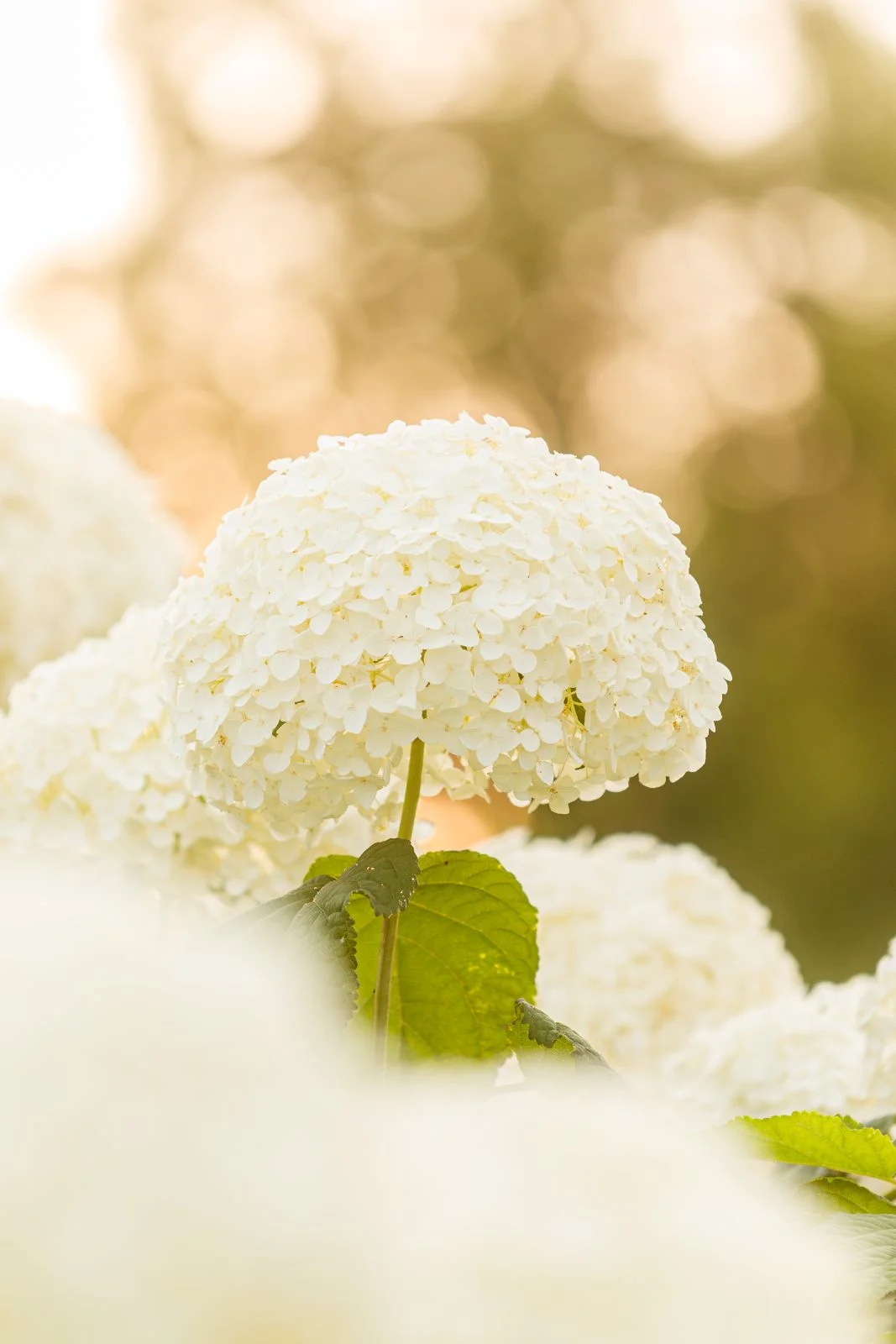 無料スマホ壁紙 温かい木漏れ日のアナベル。AndroidとiPhoneに対応した4K高画質の無料待ち受け画像。三重県津市のかざはやの里で撮影したフリー写真素材