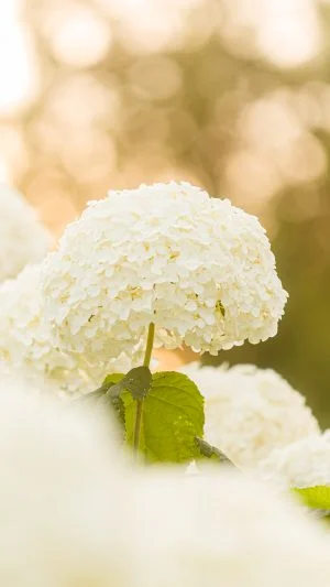 無料スマホ壁紙 温かい木漏れ日のアナベル。AndroidとiPhoneに対応した4K高画質の無料待ち受け画像。三重県津市のかざはやの里で撮影したフリー写真素材