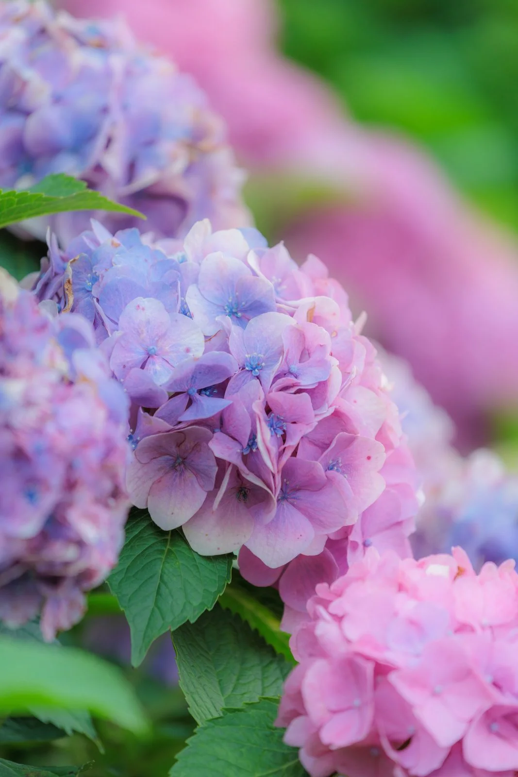 無料スマホ壁紙 シャビーシックな紫色の紫陽花。AndroidとiPhoneに対応した4K高画質の無料待ち受け画像。三重県津市のかざはやの里で撮影したフリー写真素材