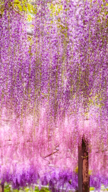 無料壁紙 まるでオーロラのような藤グラデーション。PCとデスクトップ壁紙に最適な4K高画質の無料壁紙。三重県津市のかざはやの里で撮影したフリー写真素材