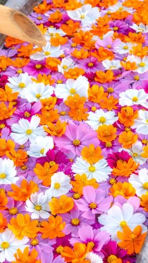 無料スマホ壁紙 コスモスがいっぱいの花手水。AndroidとiPhoneに対応した4K高画質の無料待ち受け画像。三重県津市のかざはやの里で撮影したフリー写真素材