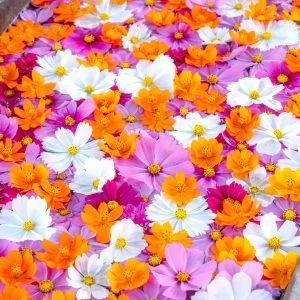 無料スマホ壁紙 コスモスがいっぱいの花手水。AndroidとiPhoneに対応した4K高画質の無料待ち受け画像。三重県津市のかざはやの里で撮影したフリー写真素材