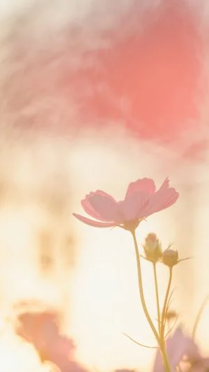 無料スマホ壁紙 黄昏に揺れるコスモス。AndroidとiPhoneに対応した4K高画質の無料待ち受け画像。三重県津市のかざはやの里で撮影したフリー写真素材