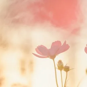 無料スマホ壁紙 黄昏に揺れるコスモス