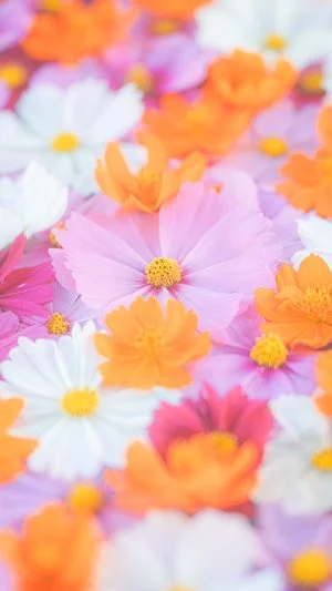 無料スマホ壁紙 メルヘンチックなコスモス花手水。AndroidとiPhoneに対応した4K高画質の無料待ち受け画像。三重県津市のかざはやの里で撮影したフリー写真素材