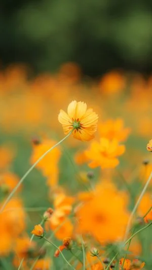 無料スマホ壁紙 キバナコスモスの裏側。AndroidとiPhoneに対応した4K高画質の無料待ち受け画像。三重県津市のかざはやの里で撮影したフリー写真素材