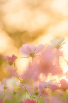 無料スマホ壁紙 夕暮れに輝くコスモス。AndroidとiPhoneに対応した4K高画質の無料待ち受け画像。三重県津市のかざはやの里で撮影したフリー写真素材