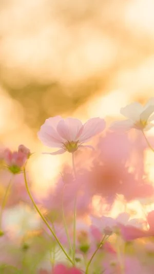 無料スマホ壁紙 夕暮れに輝くコスモス。AndroidとiPhoneに対応した4K高画質の無料待ち受け画像。三重県津市のかざはやの里で撮影したフリー写真素材