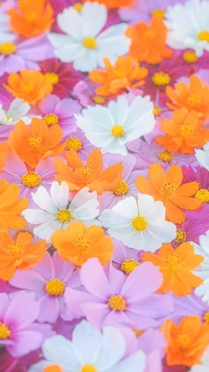 無料スマホ壁紙 カラフルなコスモス花手水。AndroidとiPhoneに対応した4K高画質の無料待ち受け画像。三重県津市のかざはやの里で撮影したフリー写真素材