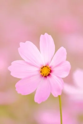 無料スマホ壁紙 大きく花開くピンク色のコスモス。AndroidとiPhoneに対応した4K高画質の無料待ち受け画像。三重県津市のかざはやの里で撮影したフリー写真素材