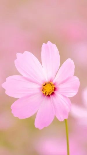 無料スマホ壁紙 大きく花開くピンク色のコスモス。AndroidとiPhoneに対応した4K高画質の無料待ち受け画像。三重県津市のかざはやの里で撮影したフリー写真素材