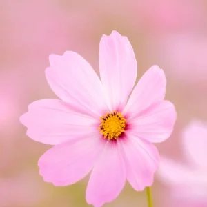 無料スマホ壁紙 大きく花開くピンク色のコスモス。AndroidとiPhoneに対応した4K高画質の無料待ち受け画像。三重県津市のかざはやの里で撮影したフリー写真素材