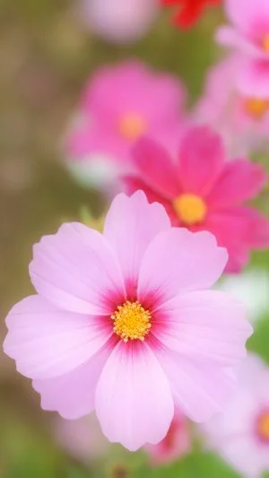 運気が上がる待ち受け カメラ目線のピンクコスモス。AndroidとiPhoneに対応した4K高画質の無料スマホ壁紙。三重県津市のかざはやの里で撮影したフリー写真素材