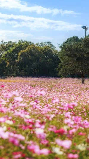 無料壁紙 青空と満開のコスモス畑。PCとデスクトップ壁紙に最適な4K高画質の無料壁紙。三重県津市のかざはやの里で撮影したフリー写真素材