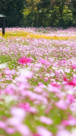 無料壁紙 コスモス畑を散策する人々。PCとデスクトップ壁紙に最適な4K高画質の無料壁紙。三重県津市のかざはやの里で撮影したフリー写真素材