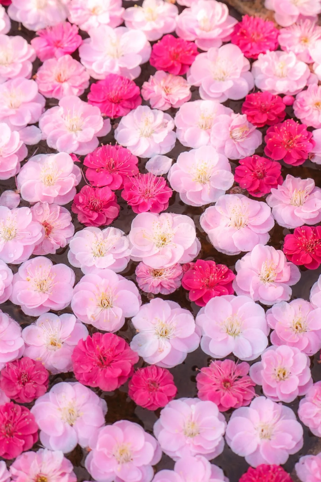 運気が上がる待ち受け ピンクと赤の梅花手水。AndroidとiPhoneに対応した4K高画質の無料スマホ壁紙。三重県津市のかざはやの里で撮影したフリー写真素材