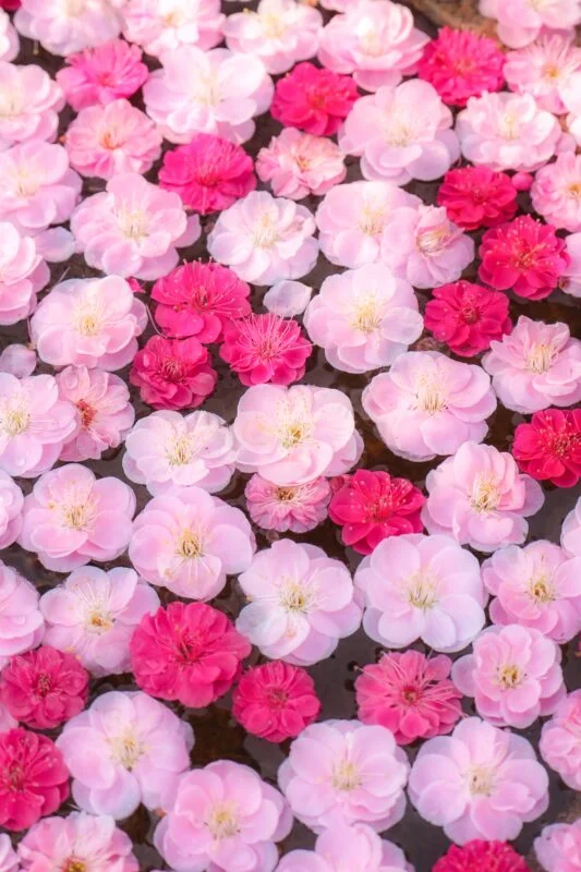 ピンクと赤の梅花手水