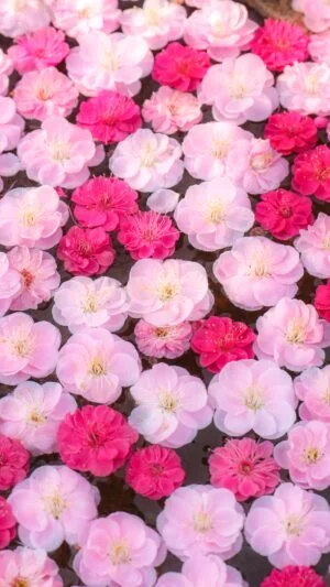 運気が上がる待ち受け ピンクと赤の梅花手水。AndroidとiPhoneに対応した4K高画質の無料スマホ壁紙。三重県津市のかざはやの里で撮影したフリー写真素材