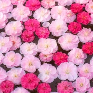 運気が上がる待ち受け ピンクと赤の梅花手水。AndroidとiPhoneに対応した4K高画質の無料スマホ壁紙。三重県津市のかざはやの里で撮影したフリー写真素材