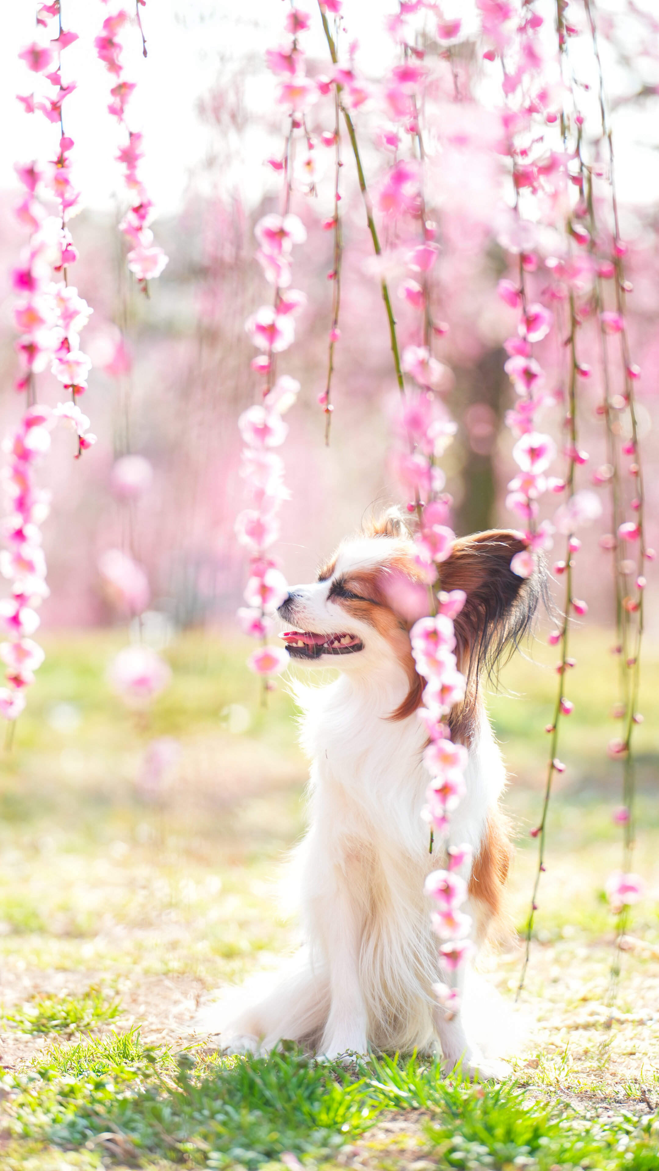 無料スマホ壁紙 しだれ梅を楽しむ犬のパピヨン。AndroidとiPhoneに対応した4K高画質の無料待ち受け画像。三重県津市のかざはやの里で撮影したフリー写真素材