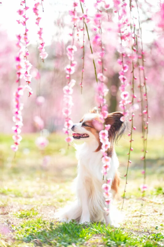 無料スマホ壁紙 しだれ梅を楽しむ犬のパピヨン。AndroidとiPhoneに対応した4K高画質の無料待ち受け画像。三重県津市のかざはやの里で撮影したフリー写真素材