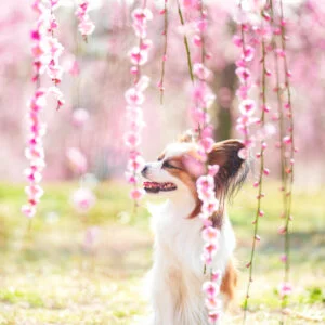 無料スマホ壁紙 しだれ梅を楽しむ犬のパピヨン。AndroidとiPhoneに対応した4K高画質の無料待ち受け画像。三重県津市のかざはやの里で撮影したフリー写真素材