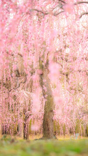 無料スマホ壁紙 シャンデリアのように舞うしだれ梅。AndroidとiPhoneに対応した4K高画質の無料待ち受け画像。三重県津市のかざはやの里で撮影したフリー写真素材