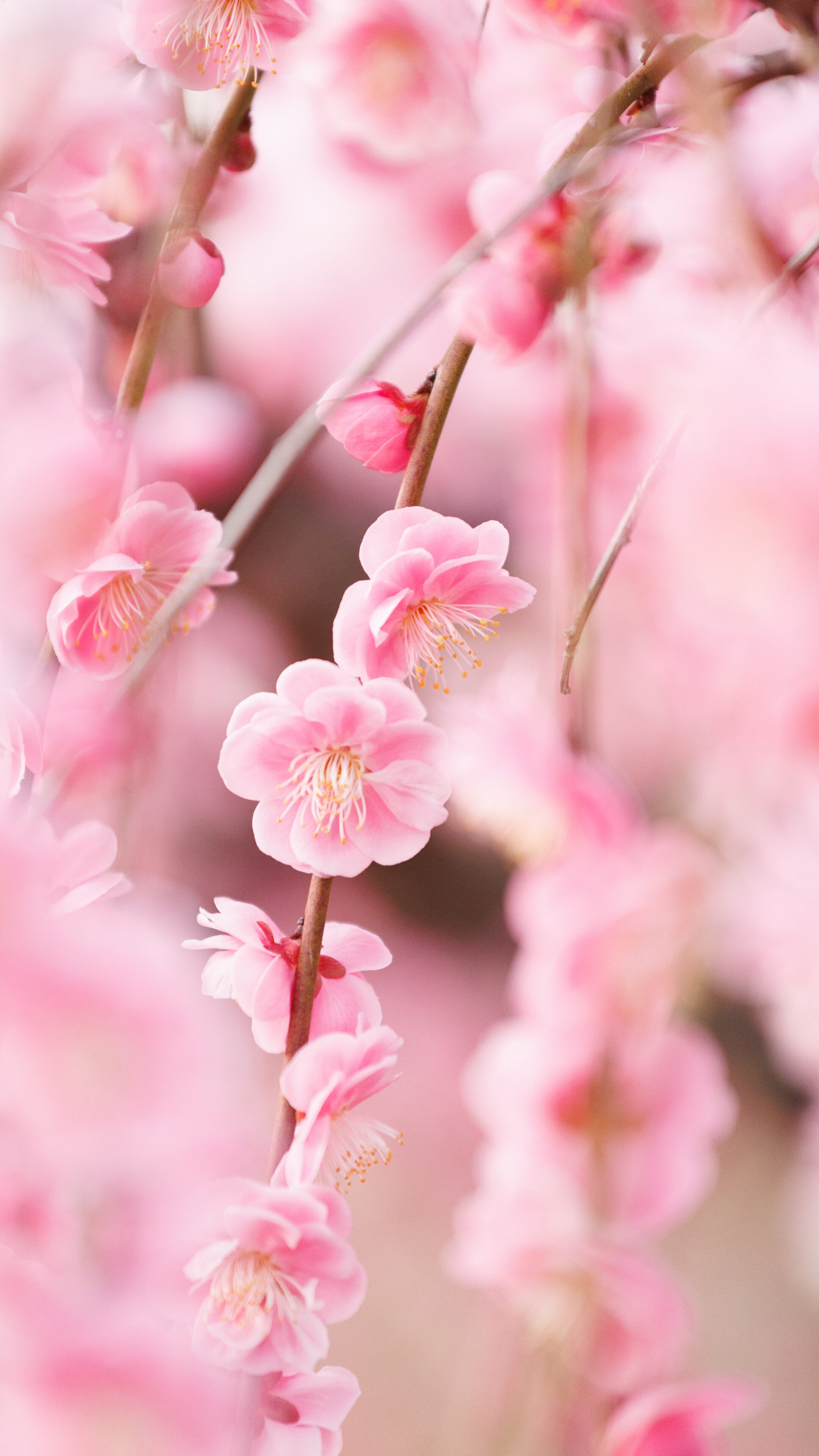 無料スマホ壁紙 しだれ梅の花々。AndroidとiPhoneに対応した4K高画質の無料待ち受け画像。三重県津市のかざはやの里で撮影したフリー写真素材
