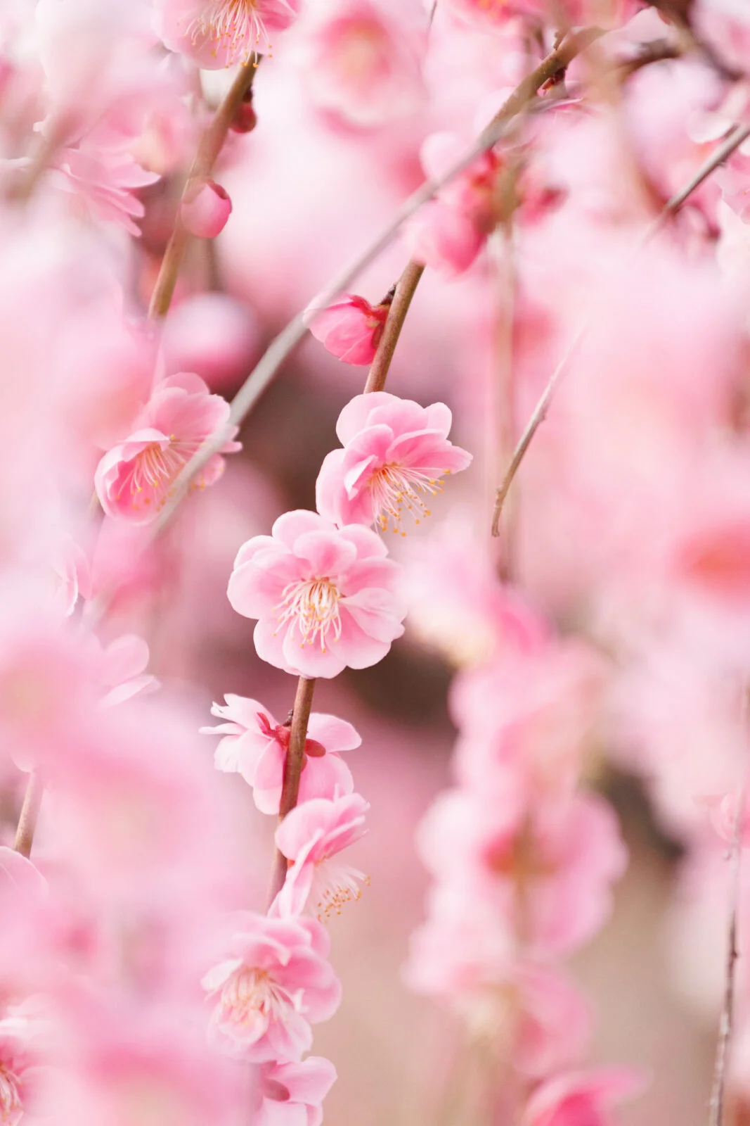 無料スマホ壁紙 しだれ梅の花々。AndroidとiPhoneに対応した4K高画質の無料待ち受け画像。三重県津市のかざはやの里で撮影したフリー写真素材