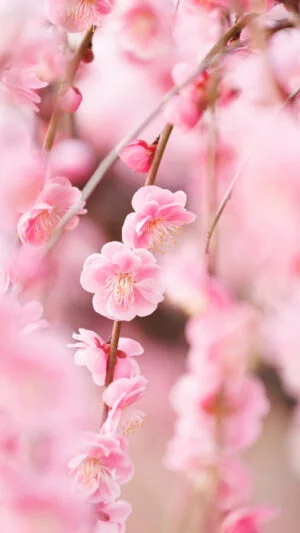 無料スマホ壁紙 しだれ梅の花々。AndroidとiPhoneに対応した4K高画質の無料待ち受け画像。三重県津市のかざはやの里で撮影したフリー写真素材