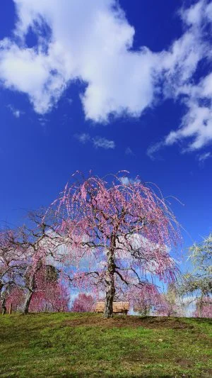 無料スマホ壁紙 春の空としだれ梅。AndroidとiPhoneに対応した4K高画質の無料待ち受け画像。三重県津市のかざはやの里で撮影したフリー写真素材