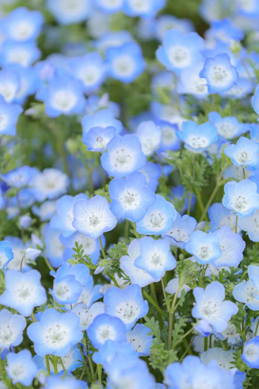 無料スマホ壁紙 カメラ目線の可愛いネモフィラ。AndroidとiPhoneに対応した4K高画質の無料待ち受け画像。三重県津市のかざはやの里で撮影したフリー写真素材