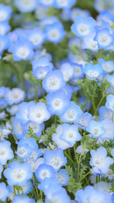 無料スマホ壁紙 カメラ目線の可愛いネモフィラ。AndroidとiPhoneに対応した4K高画質の無料待ち受け画像。三重県津市のかざはやの里で撮影したフリー写真素材