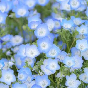 無料スマホ壁紙 カメラ目線の可愛いネモフィラ。AndroidとiPhoneに対応した4K高画質の無料待ち受け画像。三重県津市のかざはやの里で撮影したフリー写真素材