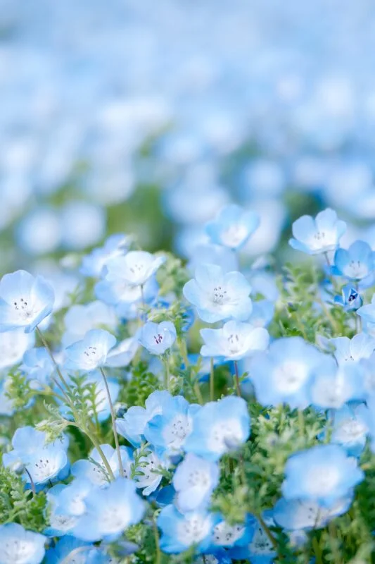 無料スマホ壁紙 クラシックな色あいのネモフィラ。AndroidとiPhoneに対応した4K高画質の無料待ち受け画像。三重県津市のかざはやの里で撮影したフリー写真素材