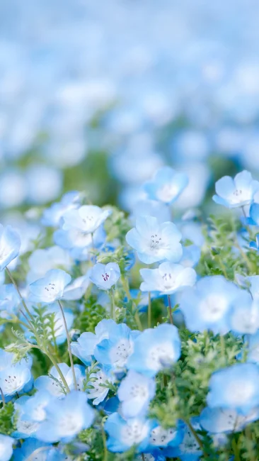 無料スマホ壁紙 クラシックな色あいのネモフィラ。AndroidとiPhoneに対応した4K高画質の無料待ち受け画像。三重県津市のかざはやの里で撮影したフリー写真素材