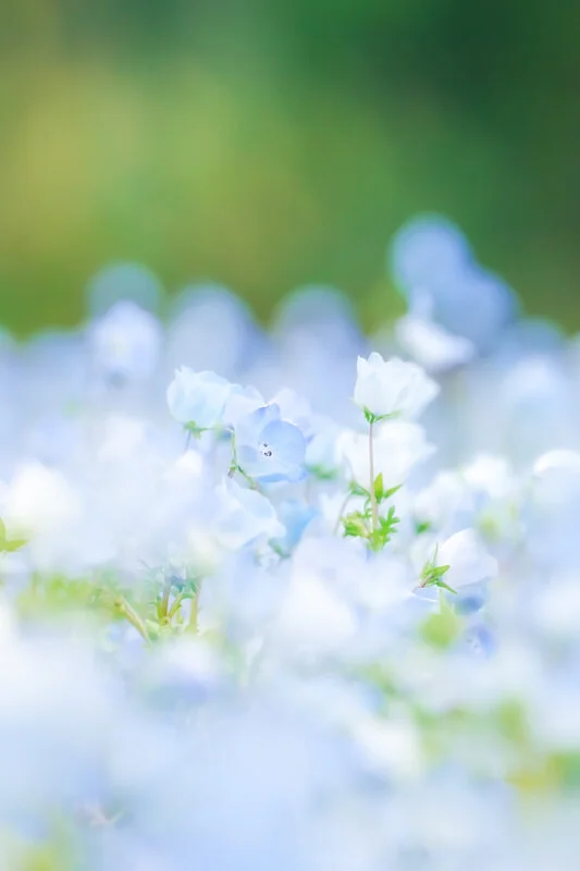 無料スマホ壁紙 ふんわりと青いネモフィラ。AndroidとiPhoneに対応した4K高画質の無料待ち受け画像。三重県津市のかざはやの里で撮影したフリー写真素材